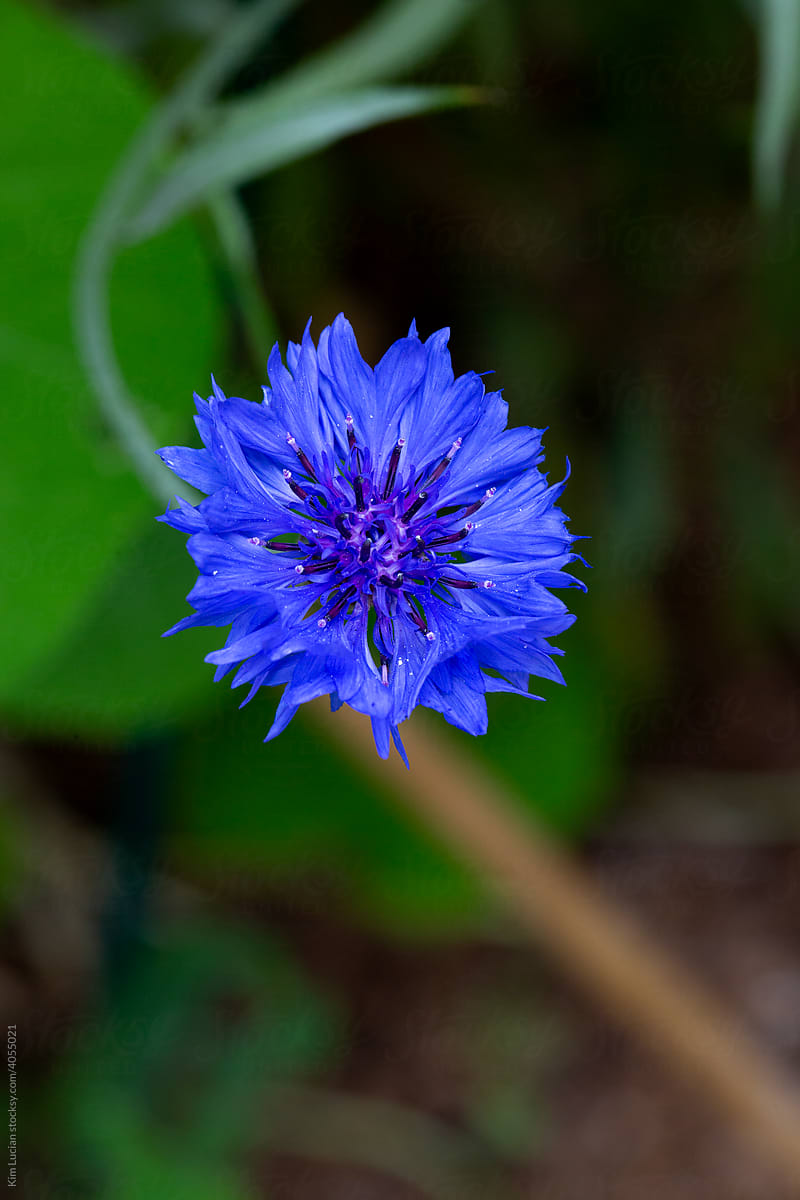 Blue Bachelors Button Flower