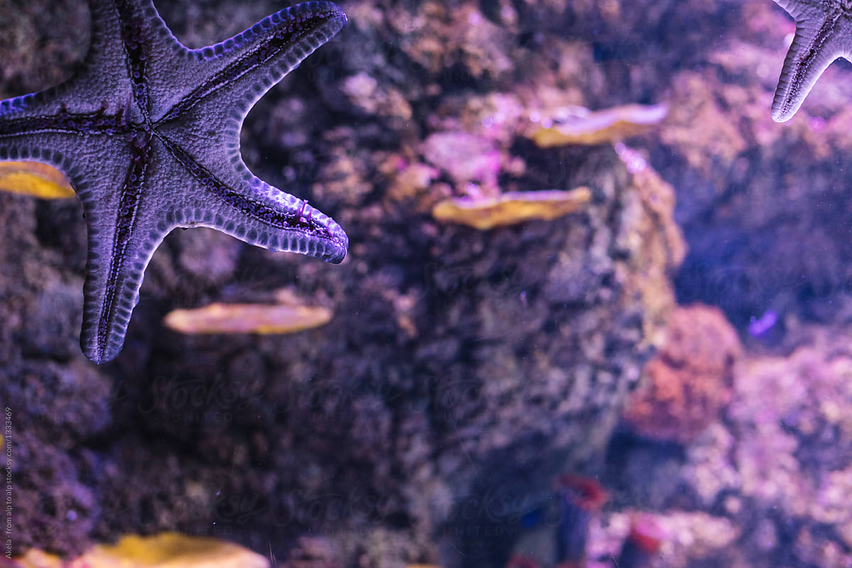 purple starfish sticking on a window of an aquarium with a colorful reef in the back