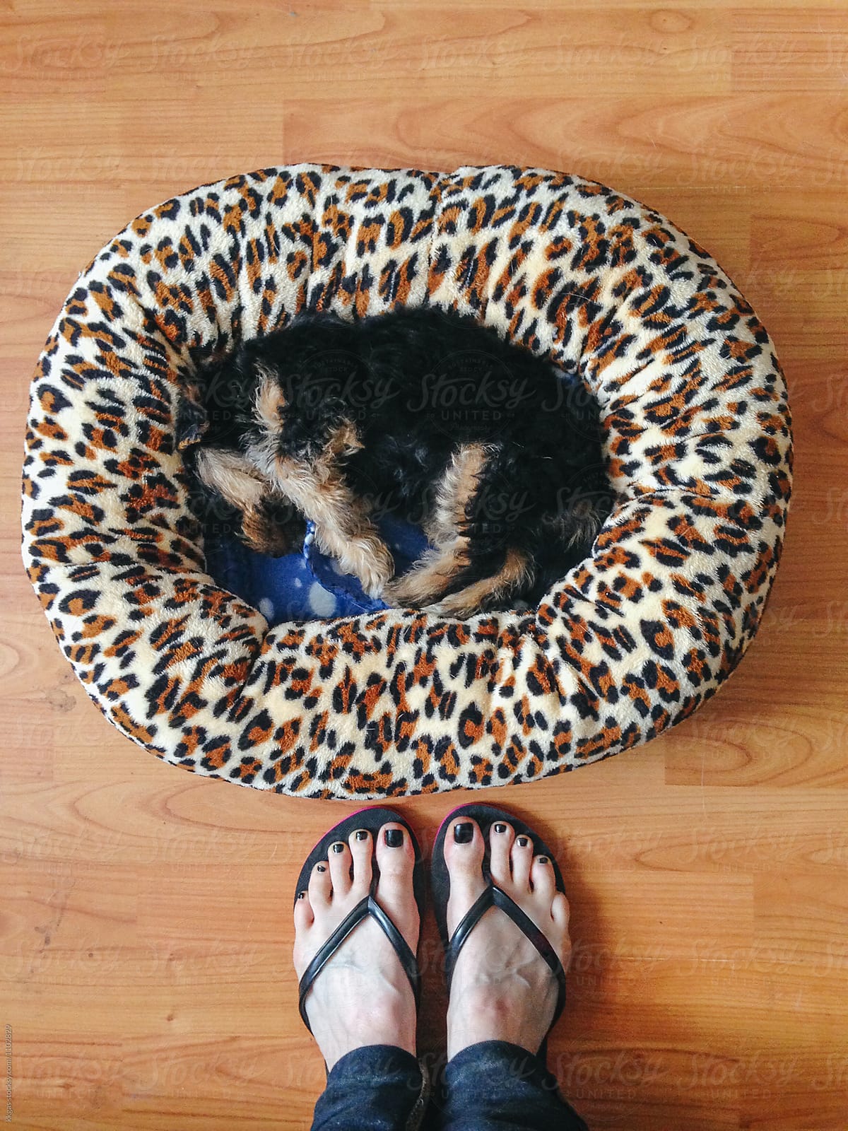 Overhead view of tiny puppy in dog bed.