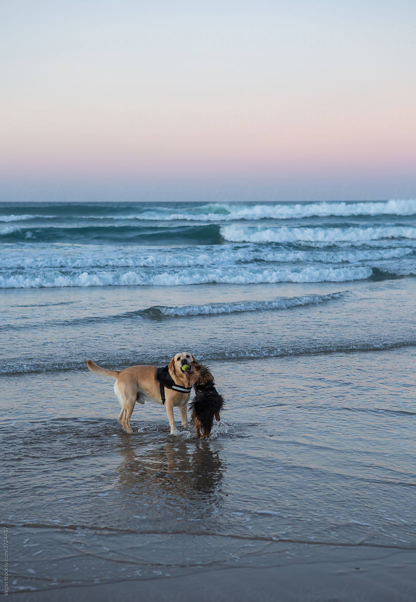 Two dogs playing in seawater