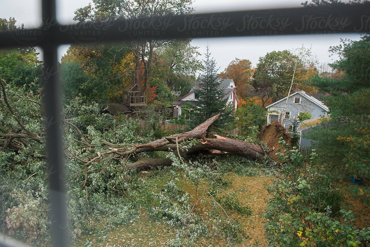 View Through Window at Fallen Tree