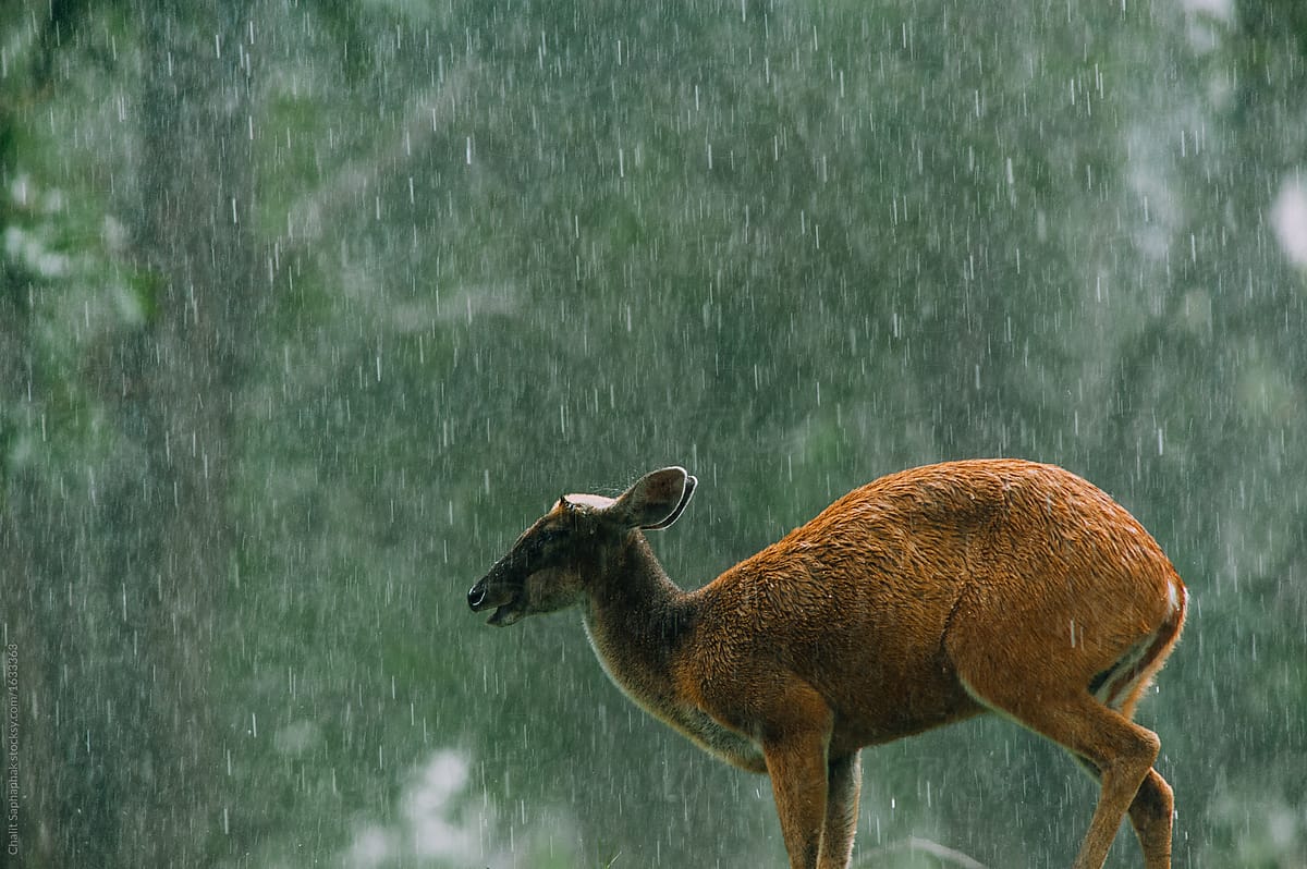 Barking deer in the rain in Khaoyai National Park