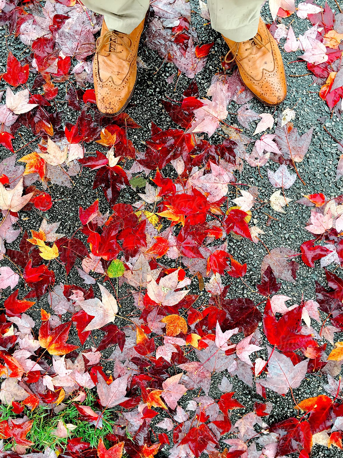 Autumn Leaves and Brown Leather Shoes