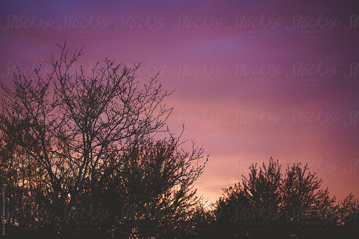 Pink and purple sky at sunset over top trees.