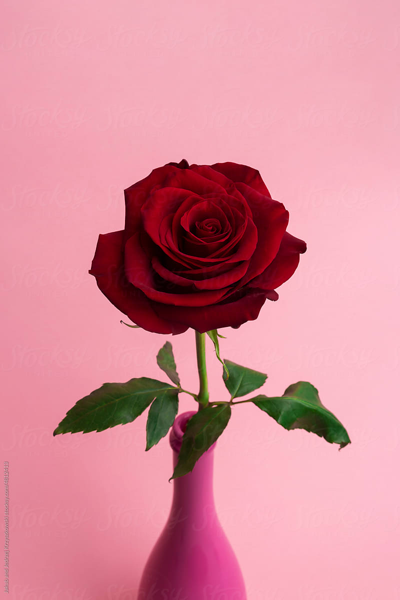 Rose in the pink vase