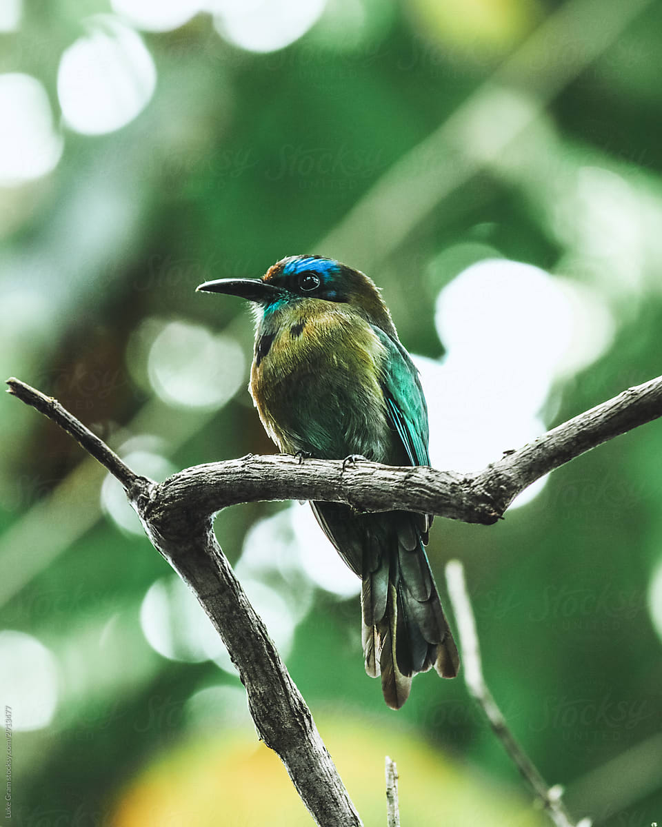 Birds in the Costa Rican Jungle