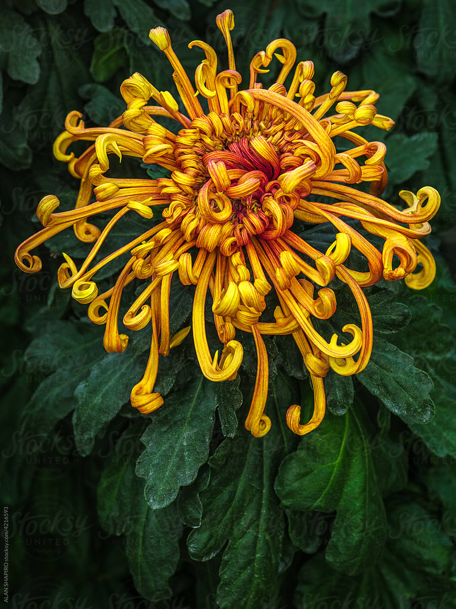 orange spider chrysanthemum