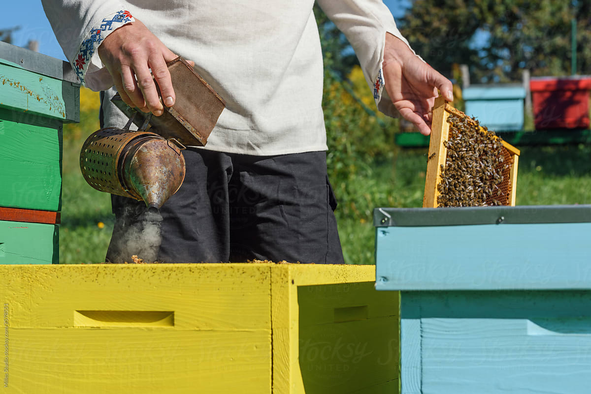 Crop man smoking beehive and checking honeycomb