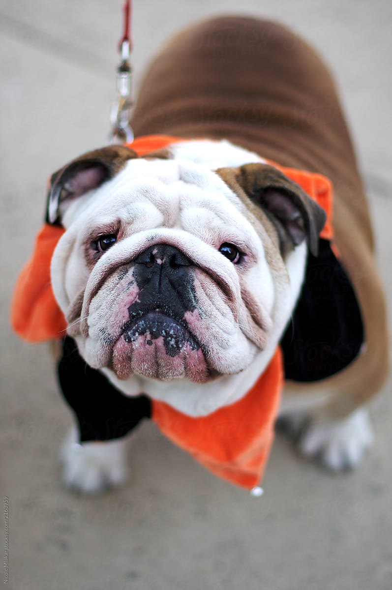 Bulldog dressed up in a costume