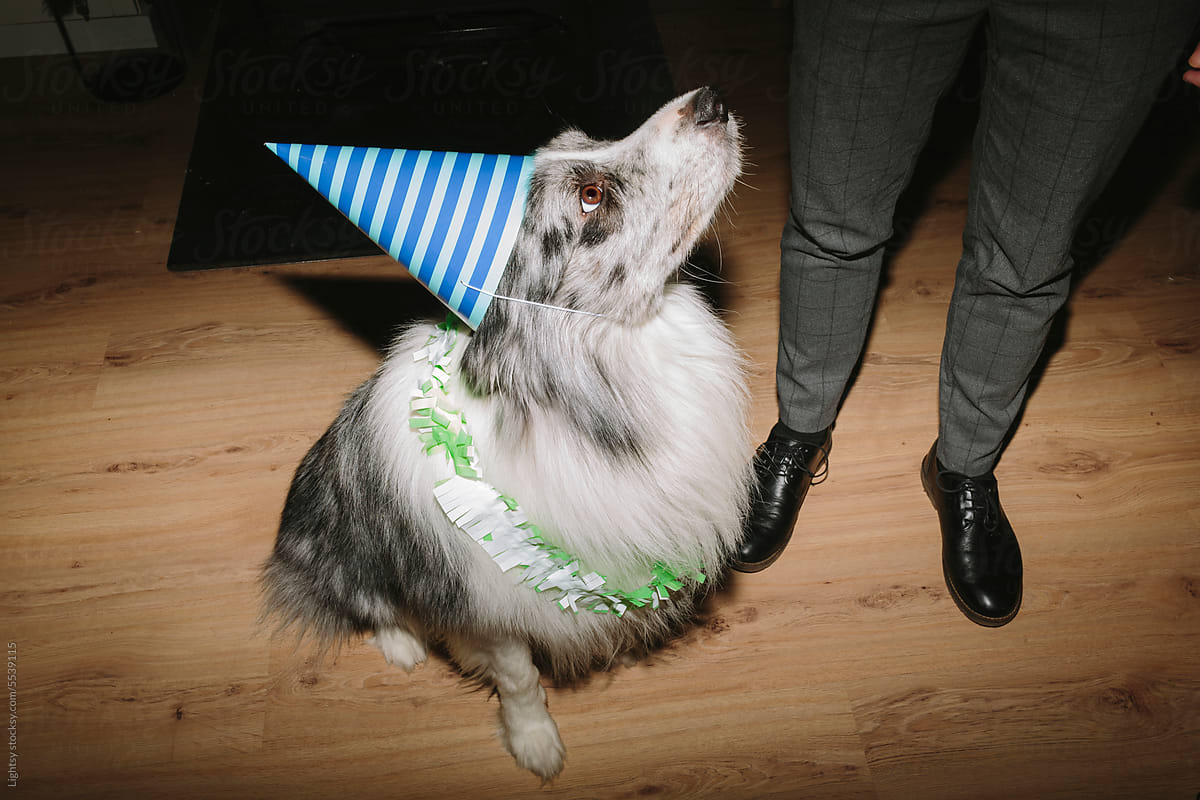 Dog with party accessories on New Year\'s Eve