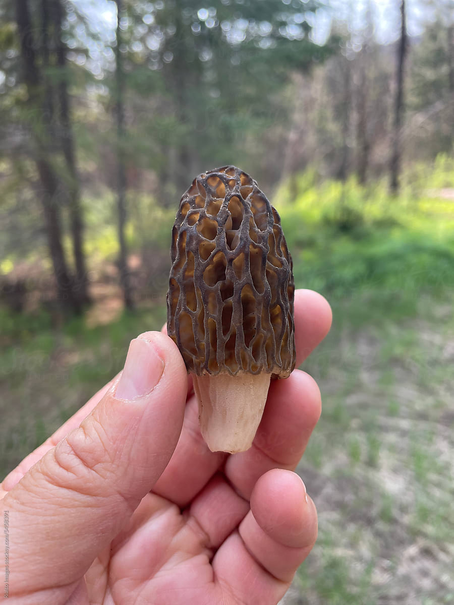 Stock image of hand holding freshly picked wild morel mushroom