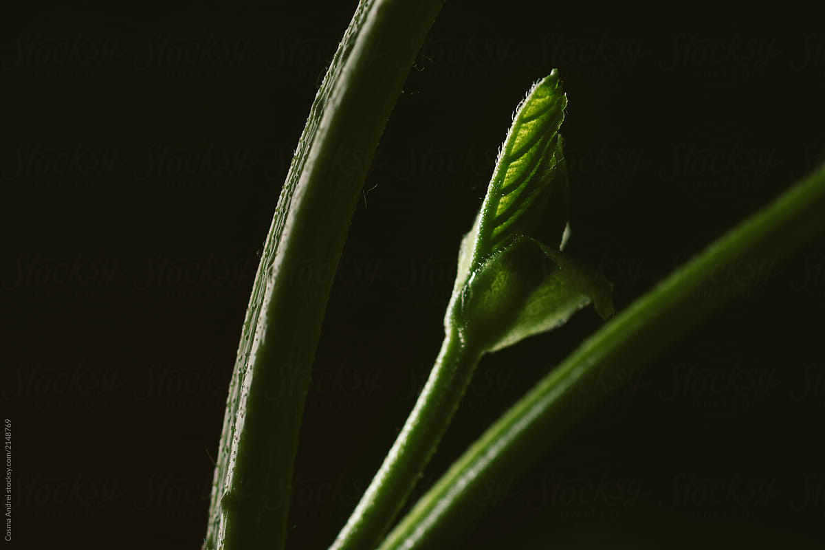 Sprout leaves on dark background