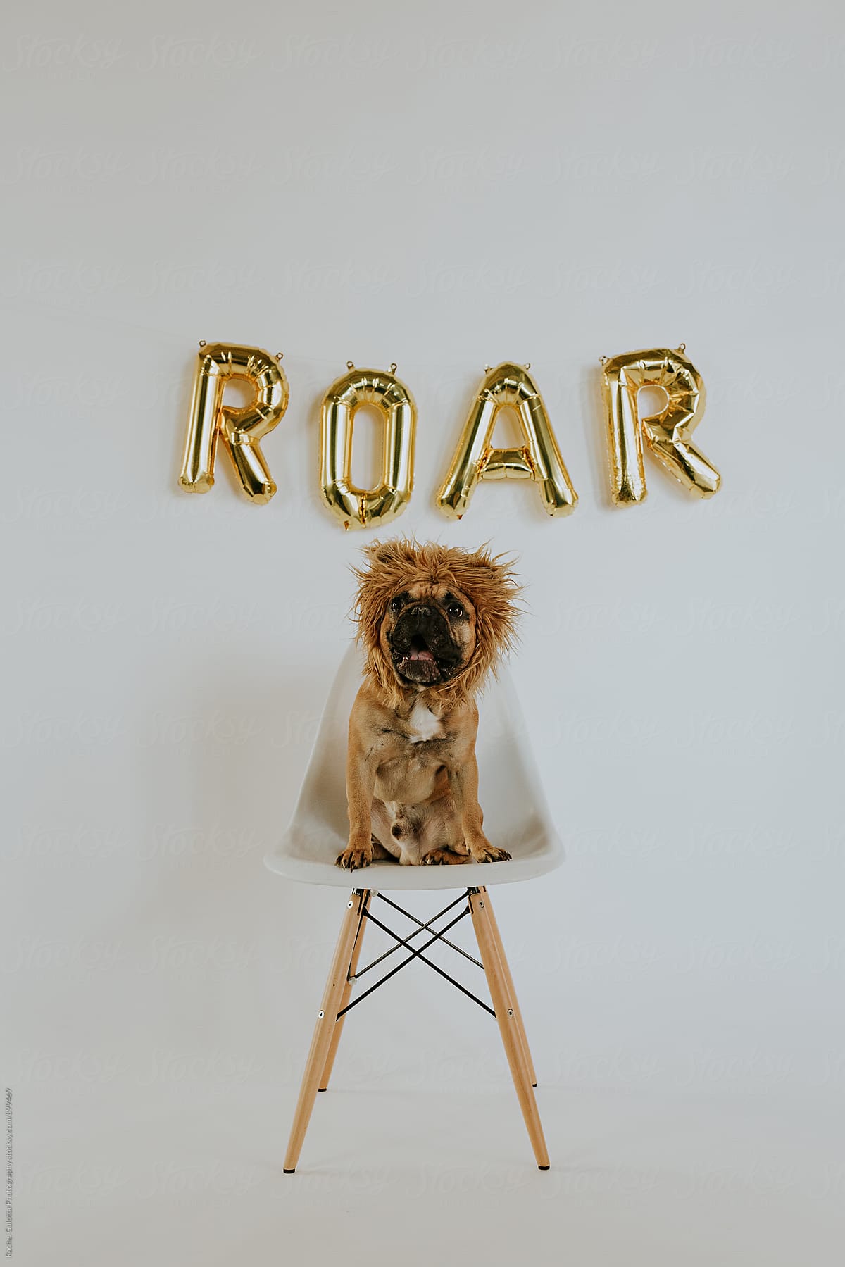 A Dog Wearing a Lion Mane Roaring with Roar Balloon Letters That Spell out Roar