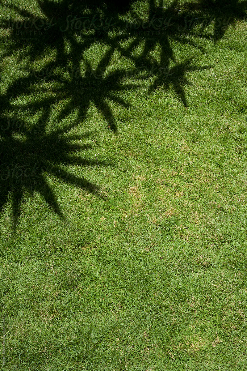 Plant shadows on green grass at luxury resort