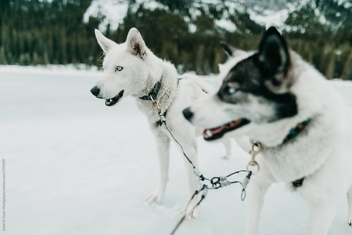 Husky dogs in snow