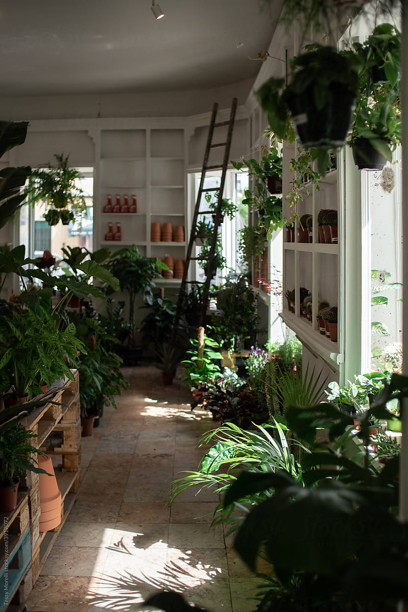 Interiors of a trendy plant shop