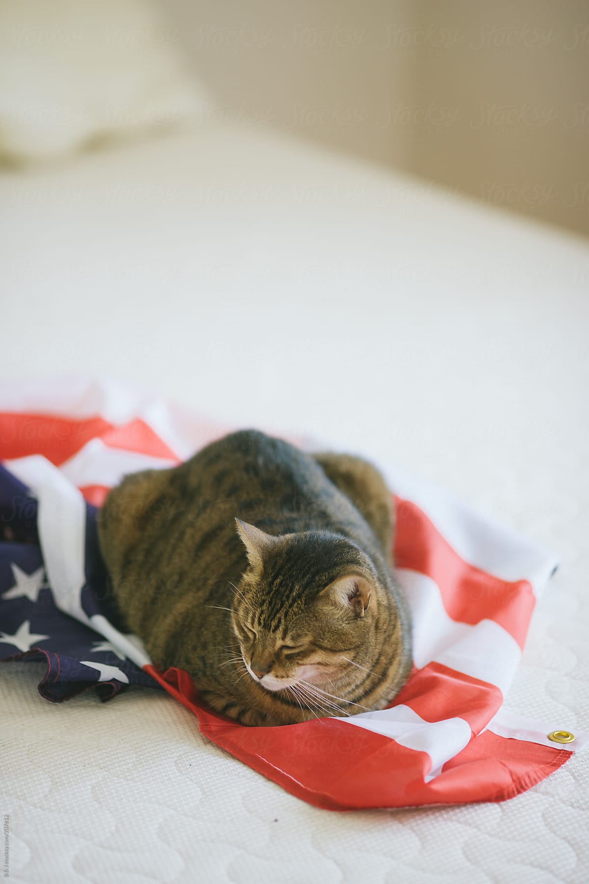 Patriotic Cat