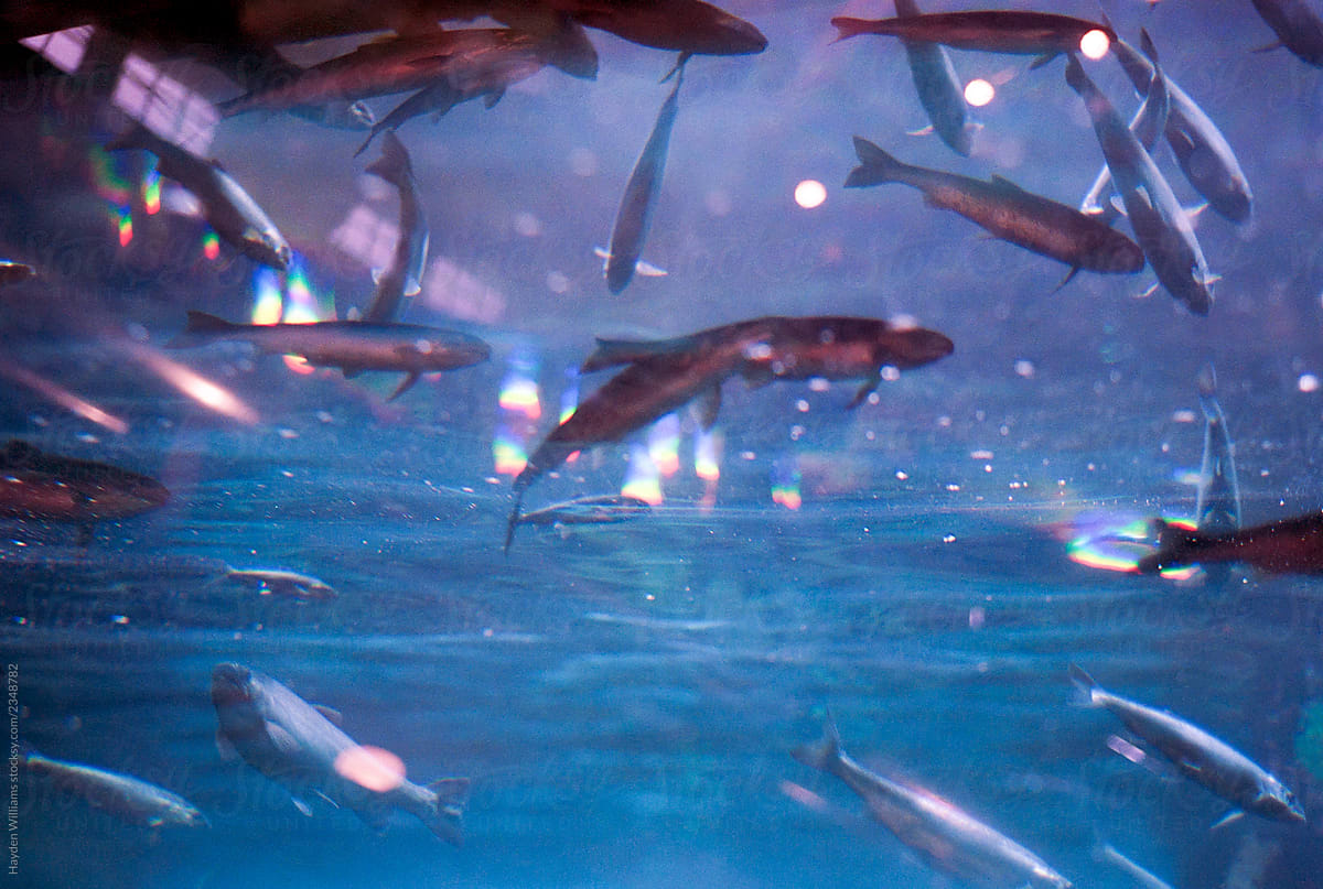 Fish swimming in fish tank