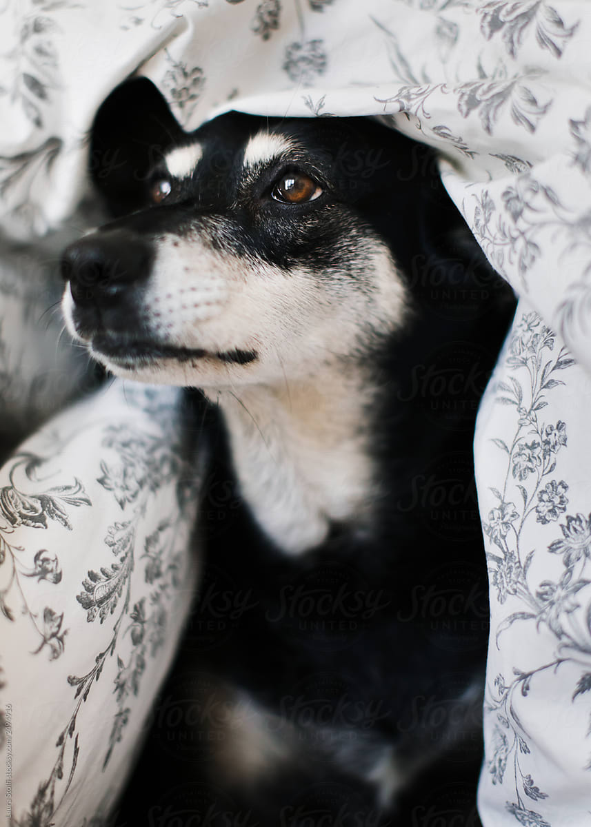 Headshot of black dog under quilt in bed