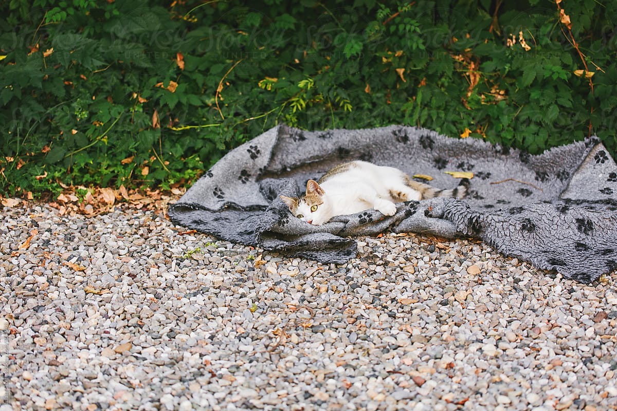 Cat rolls over pet carpet in garden
