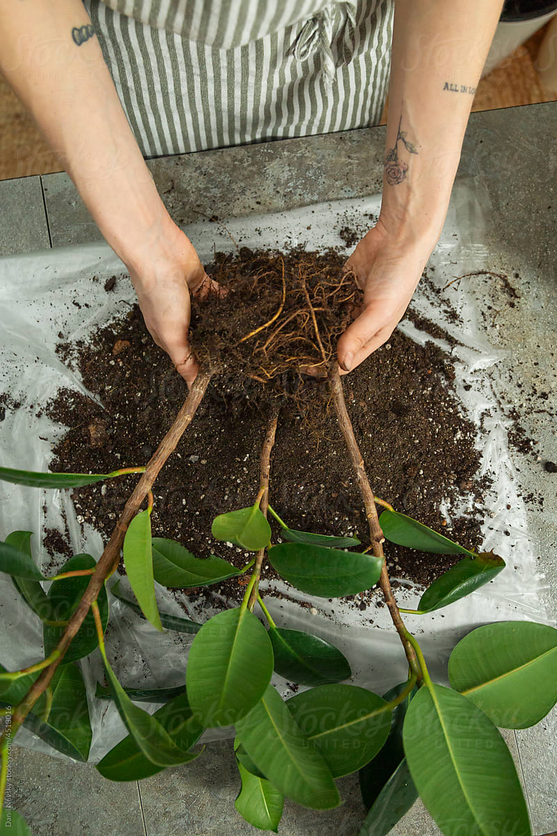 Woman replanting ficus at table at home