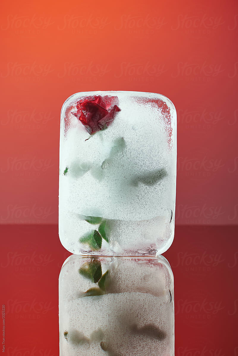 Rose in ice. Frozen fresh beautiful flower