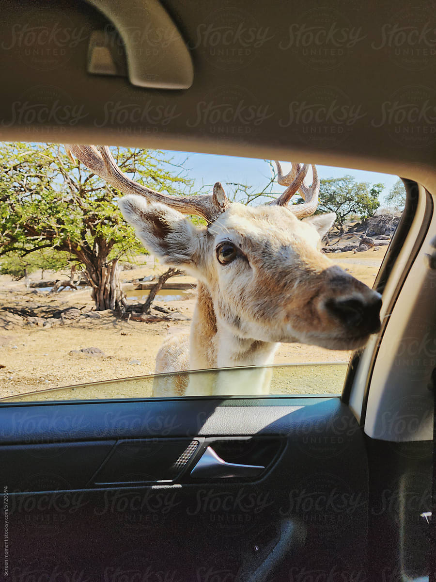 Deer Going Up To Window Of A Car