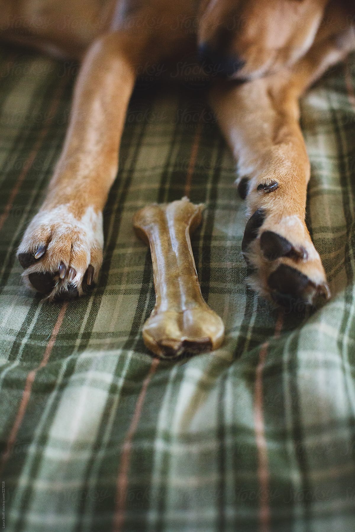 Dog and chewing bone on the bed