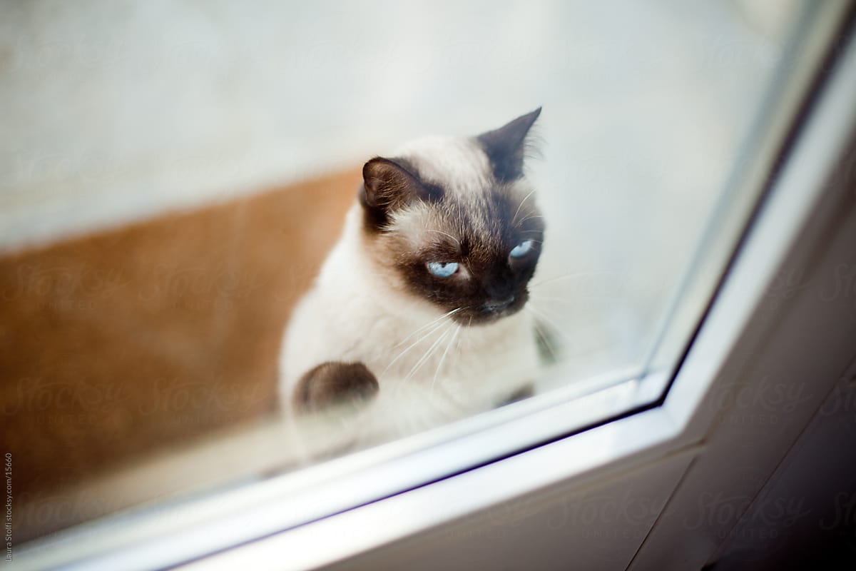 Siamese cat knocking on glass door