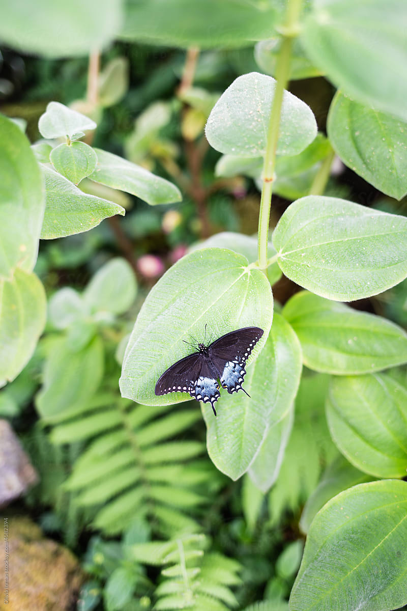 Black and Blue Butterfly on Bright Green Leaf