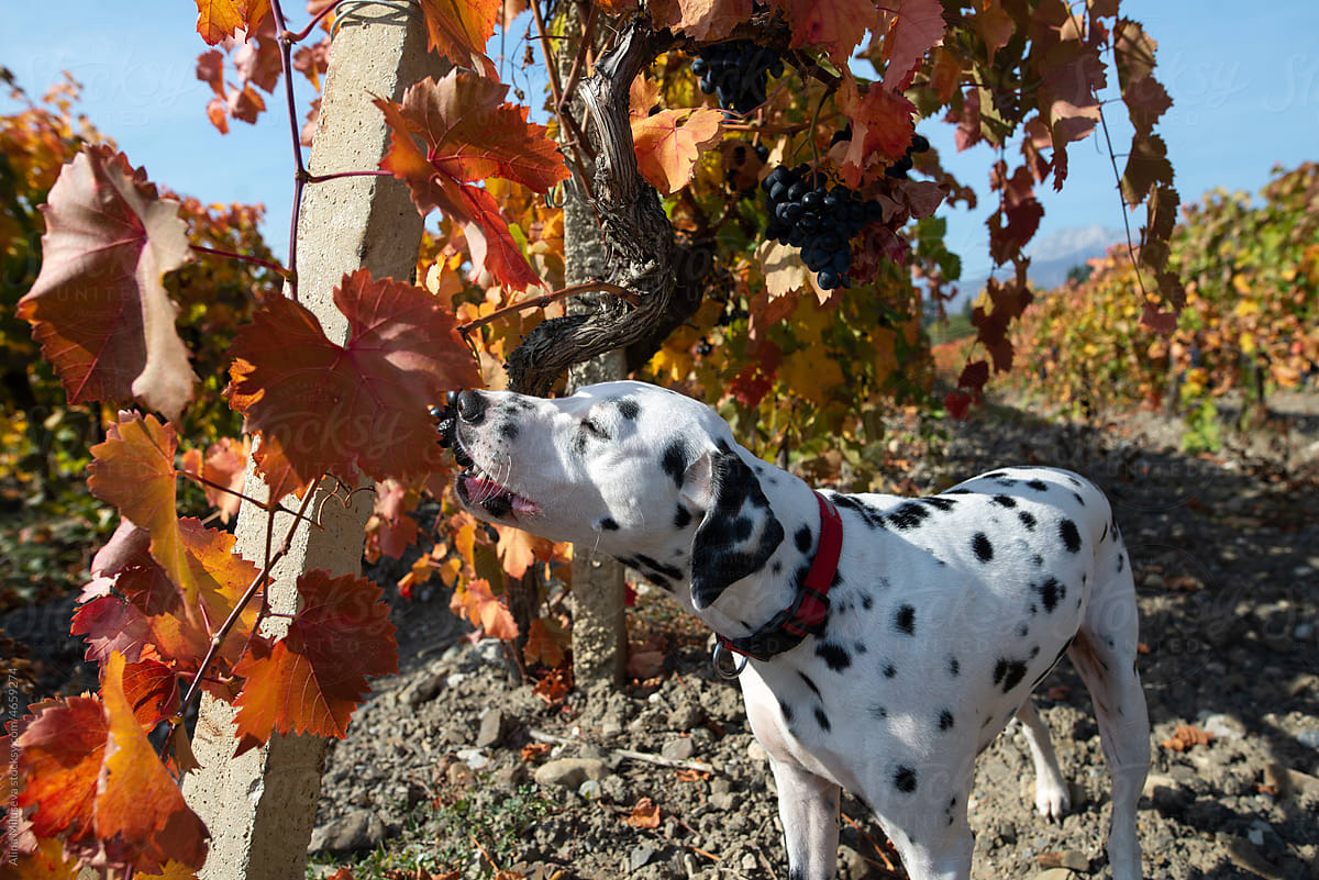 Dalmatian dog eating grape in vineyard in autumn
