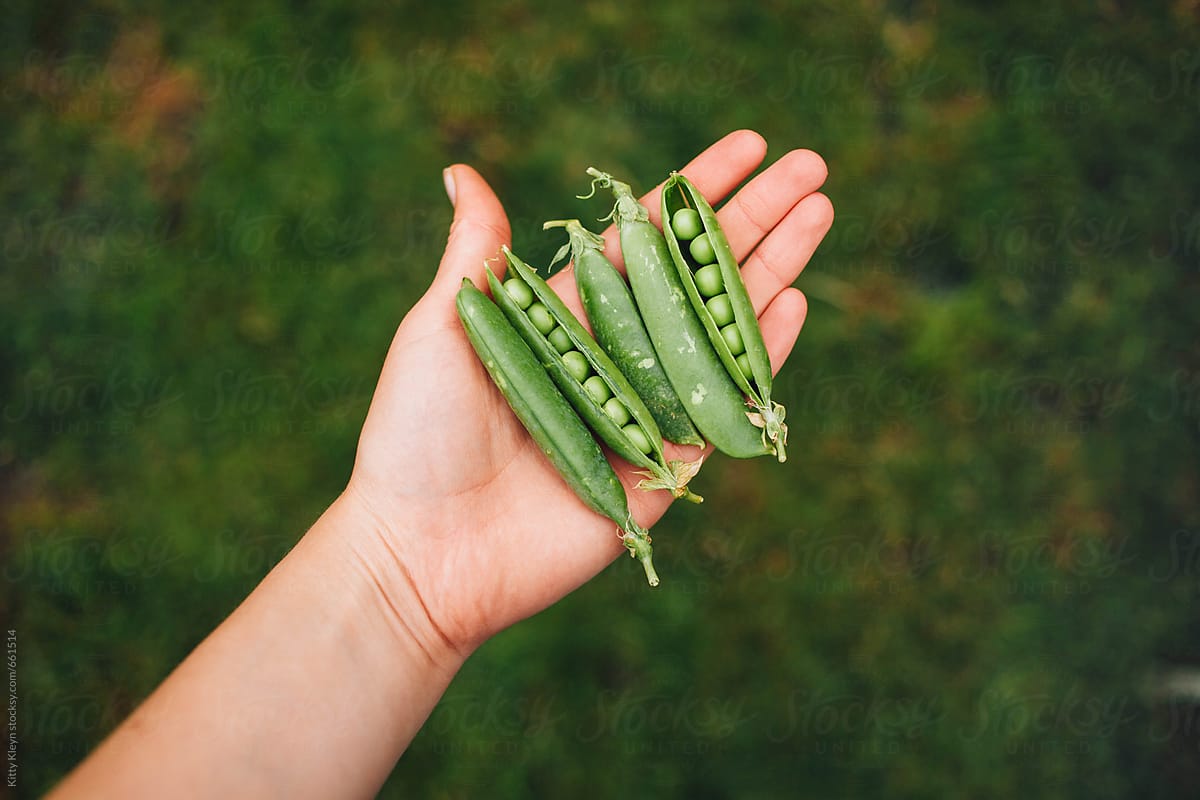 A handful of pea pods