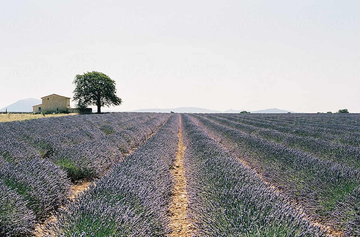 Lavender fields at Plateau De Valensole in Provence, France