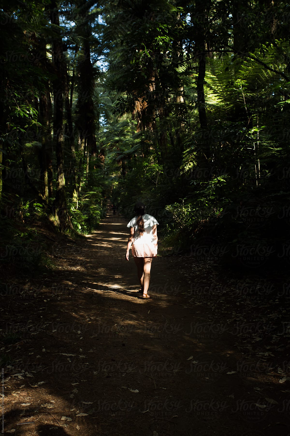 Strolling in the redwoods