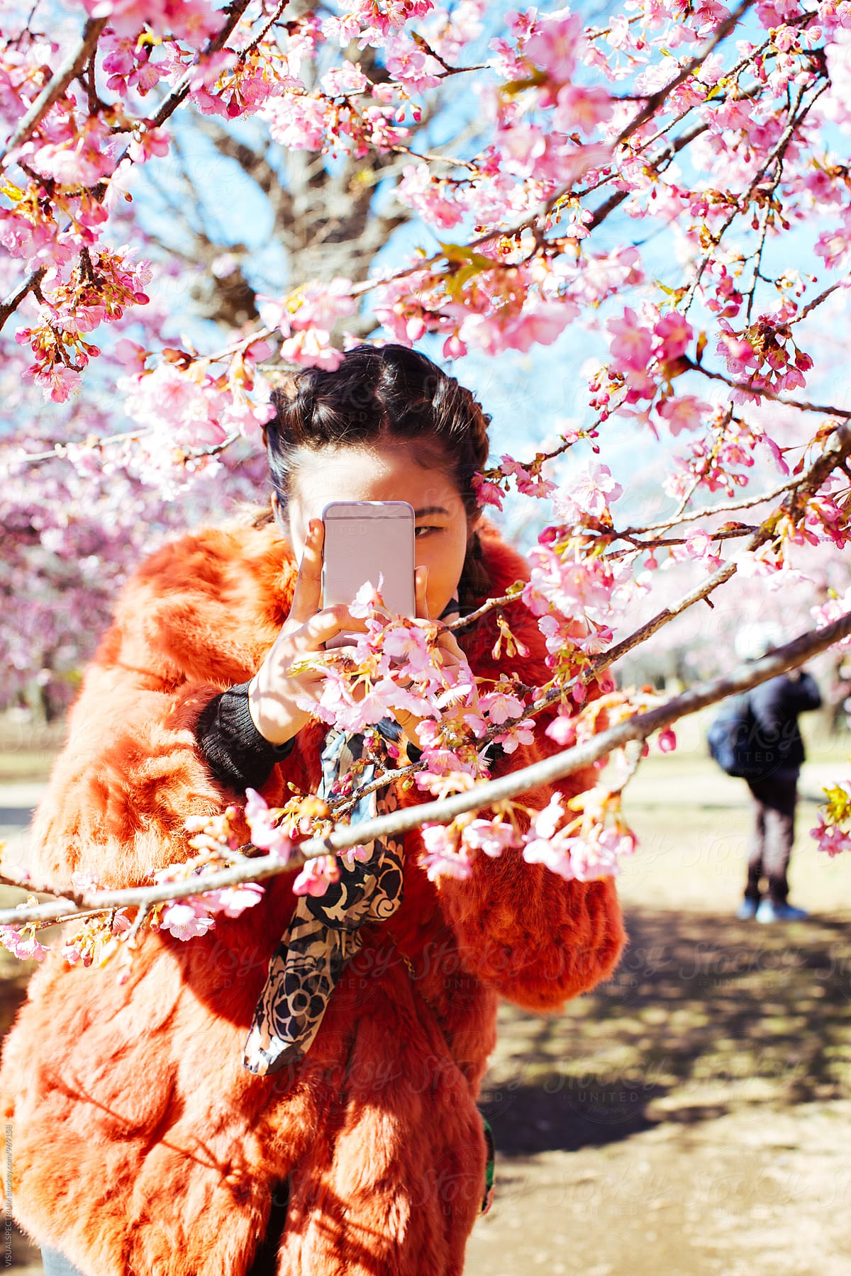 Pretty Young Japanese Woman Taking Cellphone Photo of Blossoming Sakura Tree