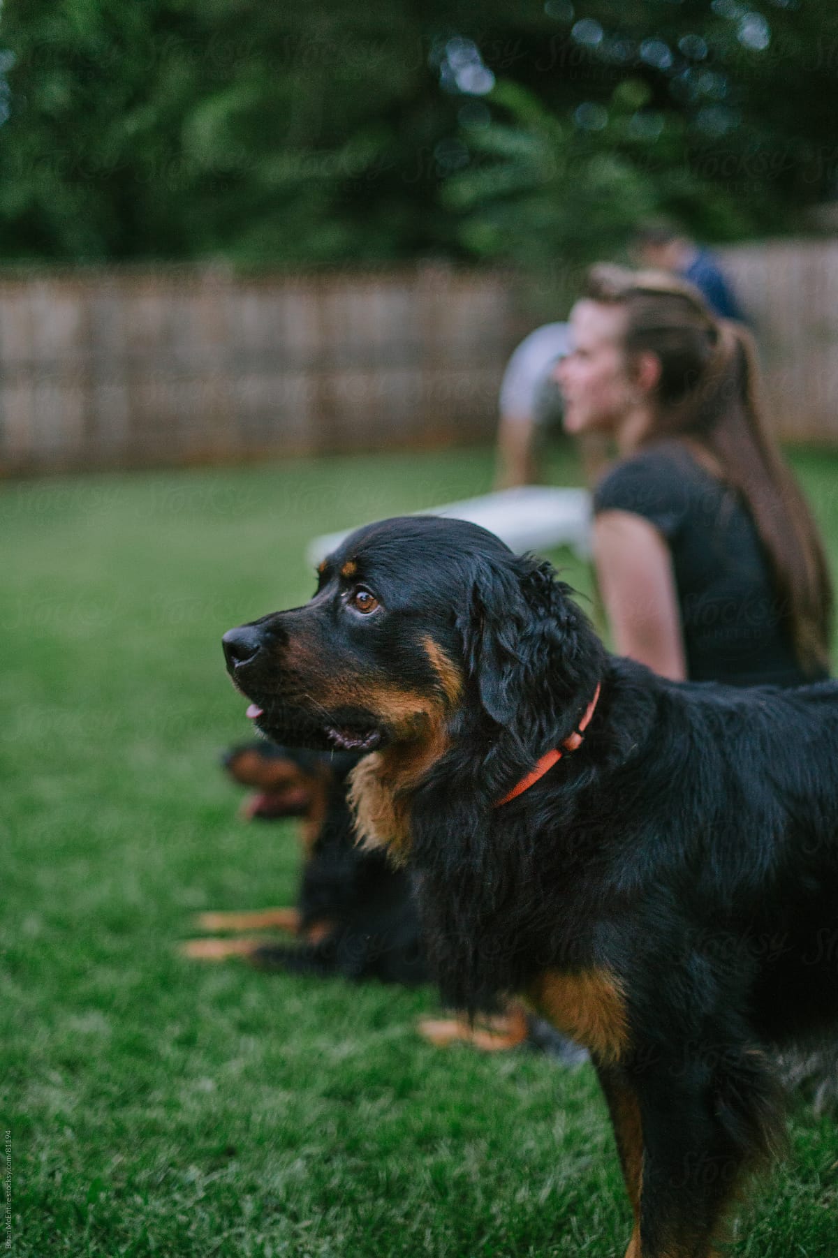 Family Pet Dog Prominently Featured Among Guests Watching Game At Backyard Party