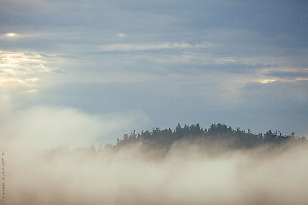 Vista of tree tops surrounded by fog and some light at dawn