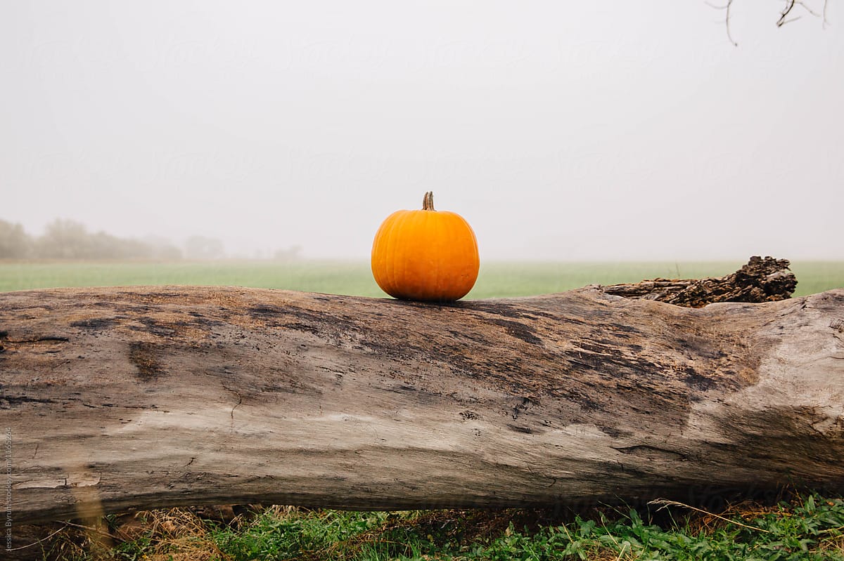 Pumpkin on a Log
