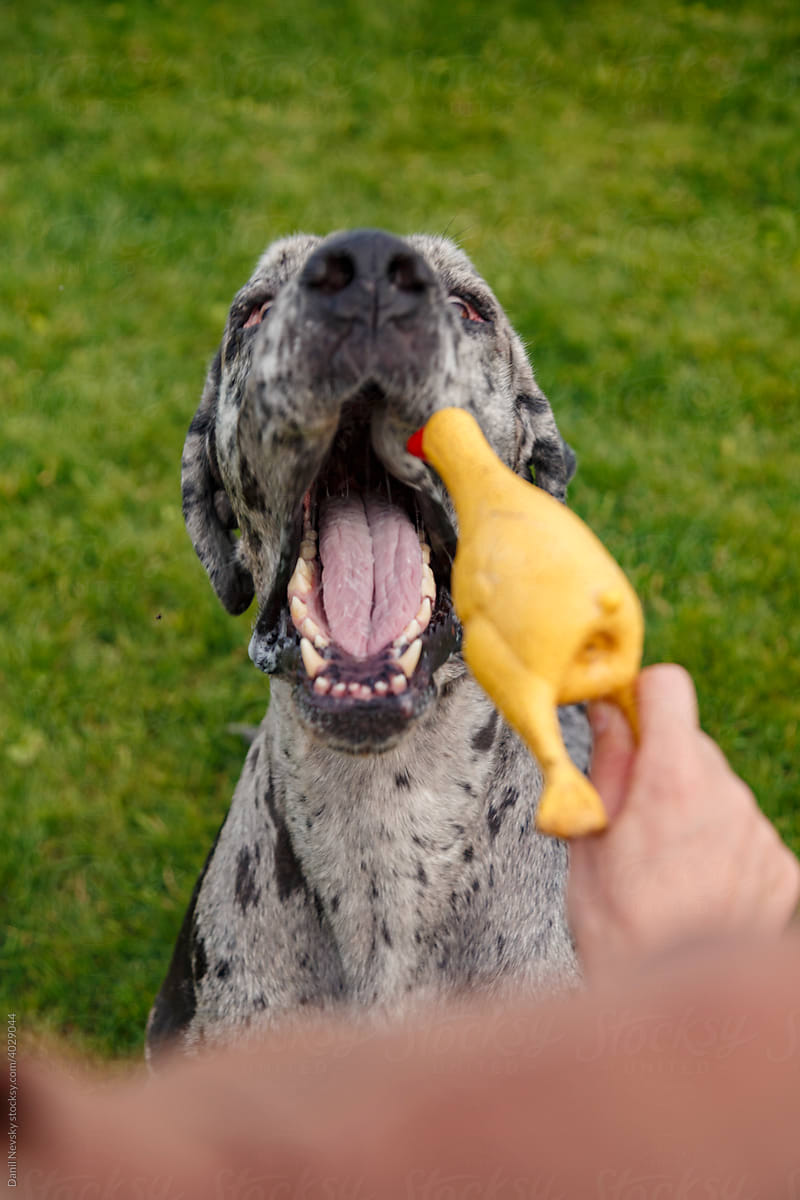 Funny dog with mouth opened taking toy from owner hand