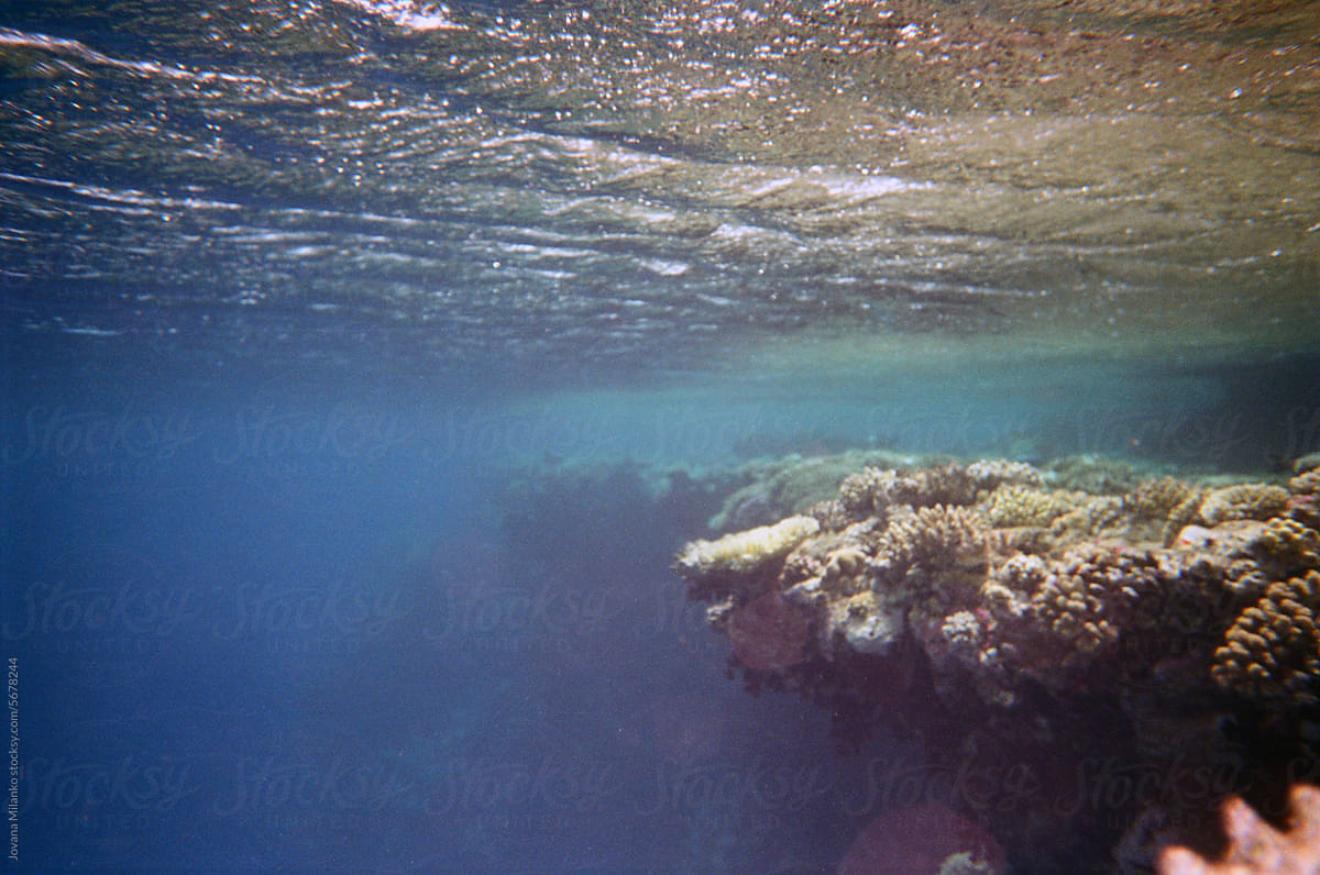 The Coral reef drop-off of Red Sea UGC