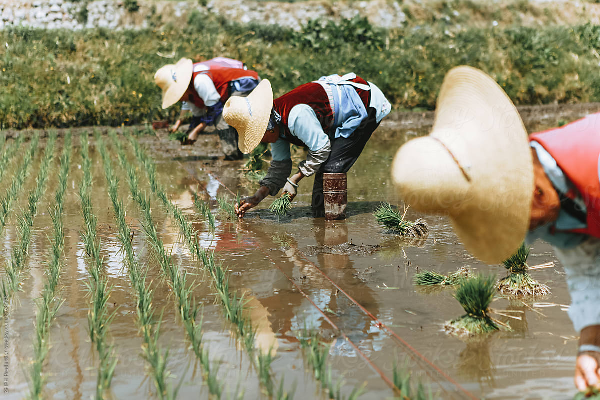 Planting rice in China