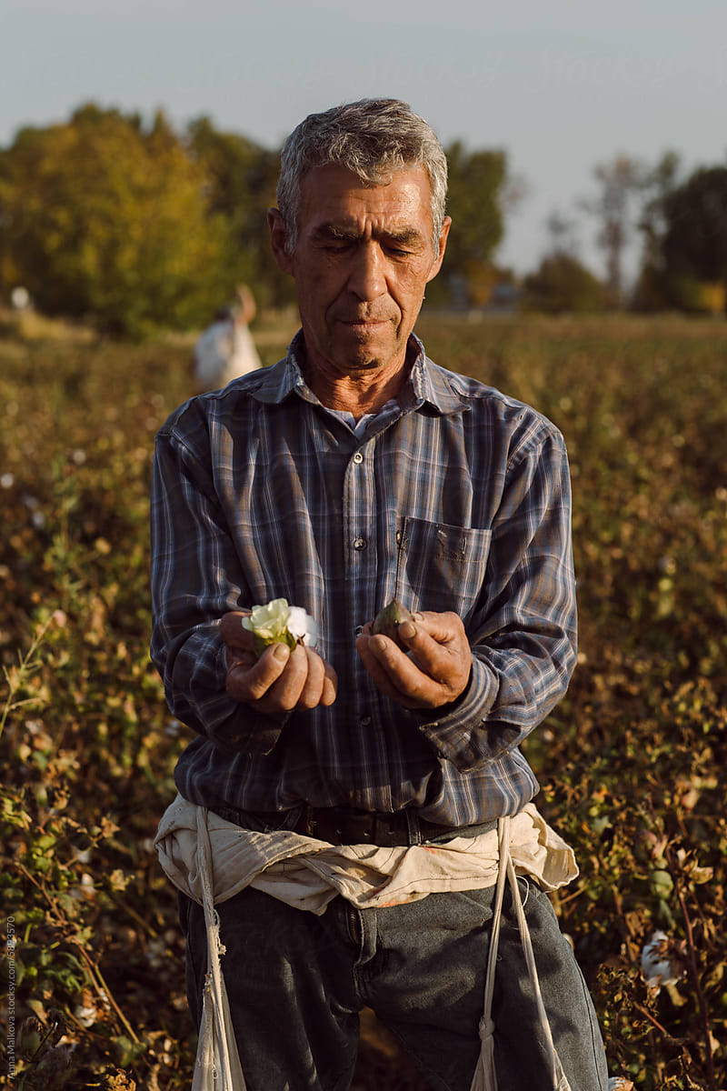 An old man holds in his hands all three stages of cotton maturation