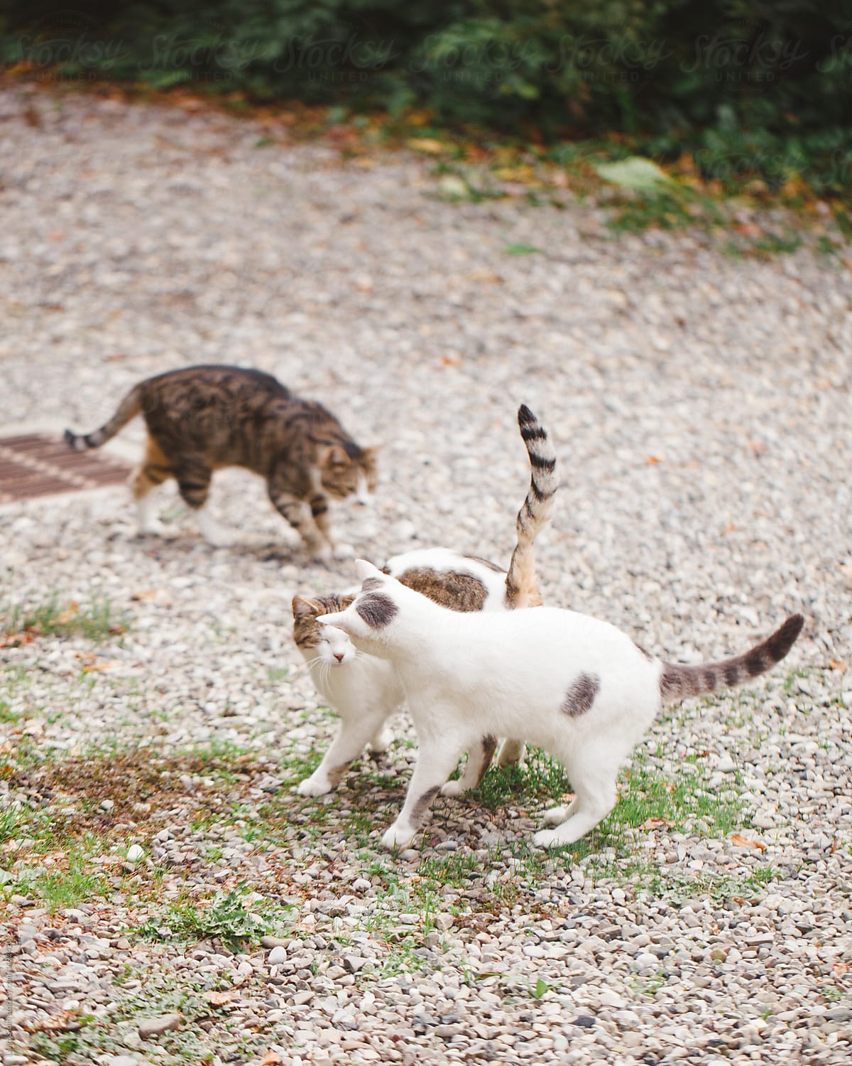 Two cats bicker in garden