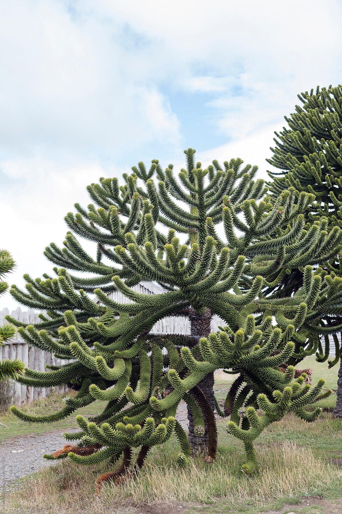 The living fosil Araucaria tree in Patagonia