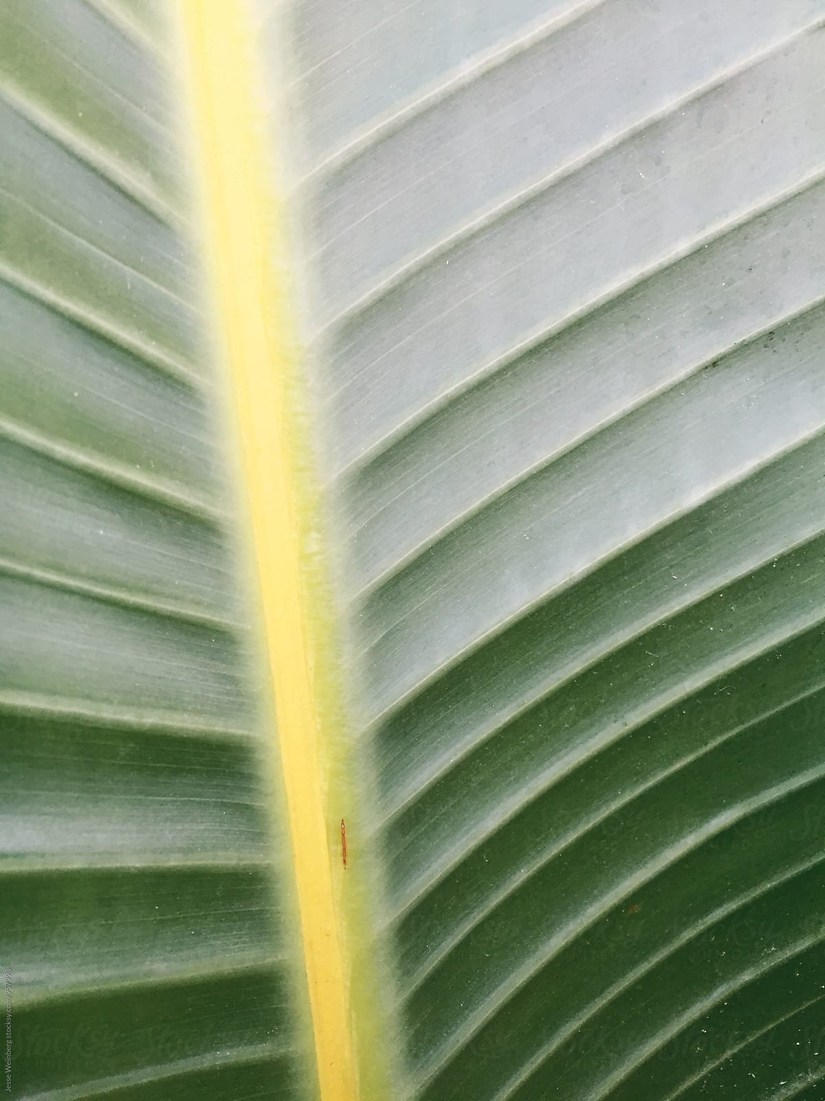 Beautiful Closeup of Green Leaf/Plant