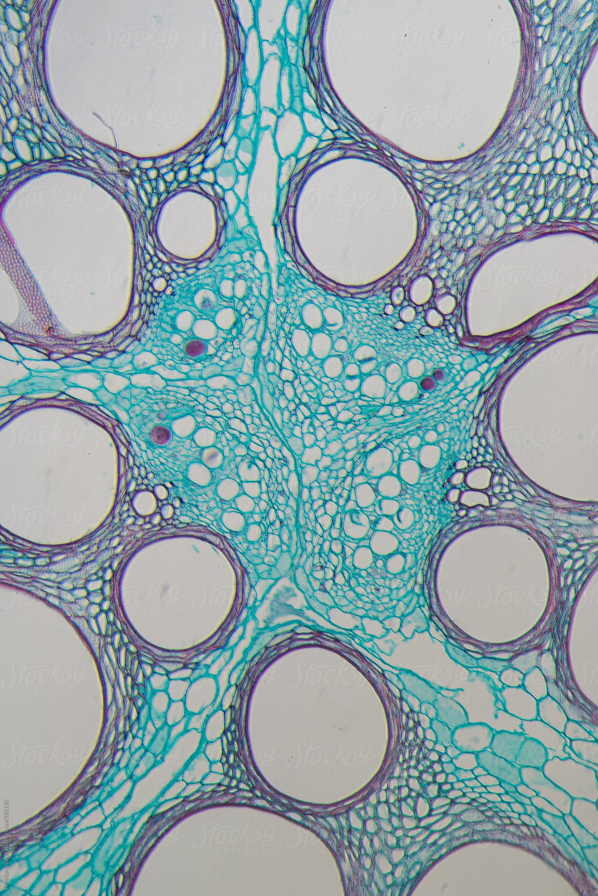 Cells of plant, Cucurbita stem