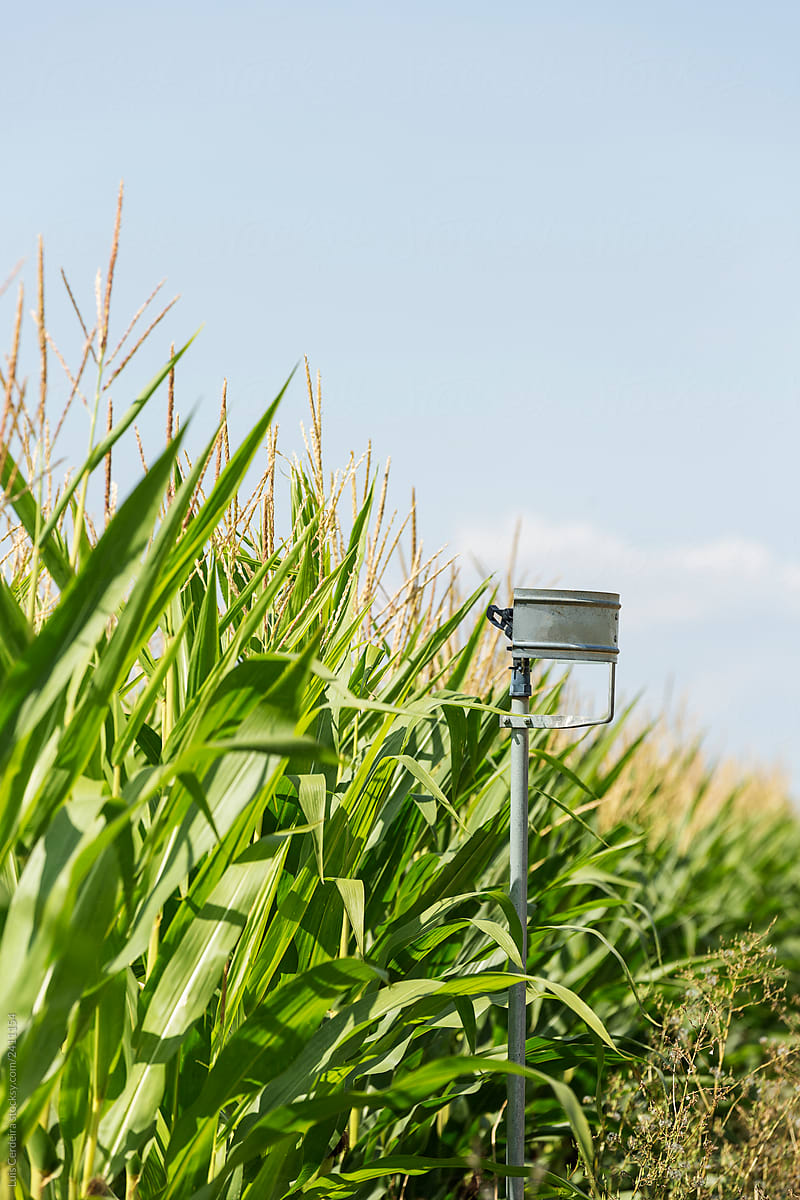 Agricultural sprinkler on a corn field
