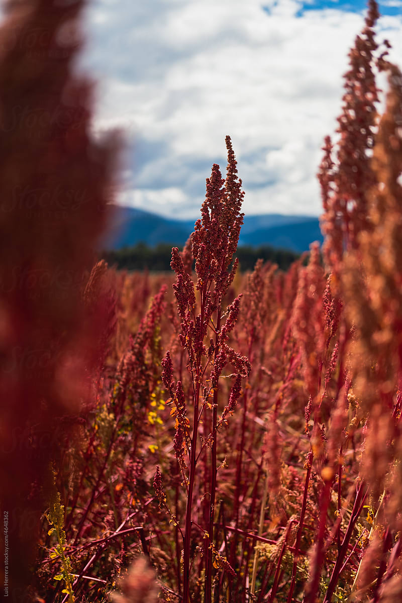 Quinoa field