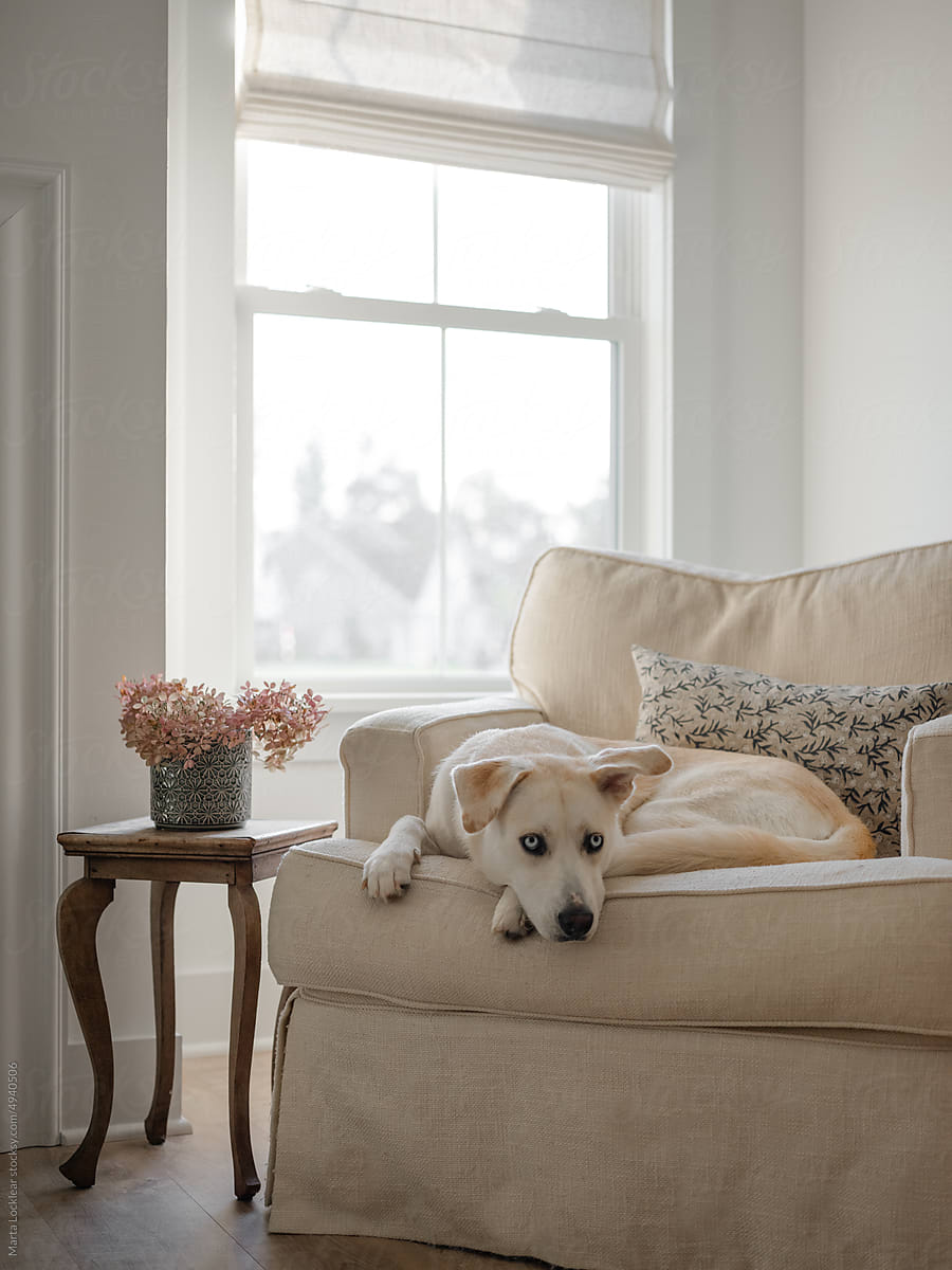 White large dog sitting on living room chair