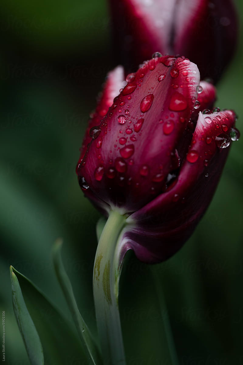 Extreme close up of red tulip after rain